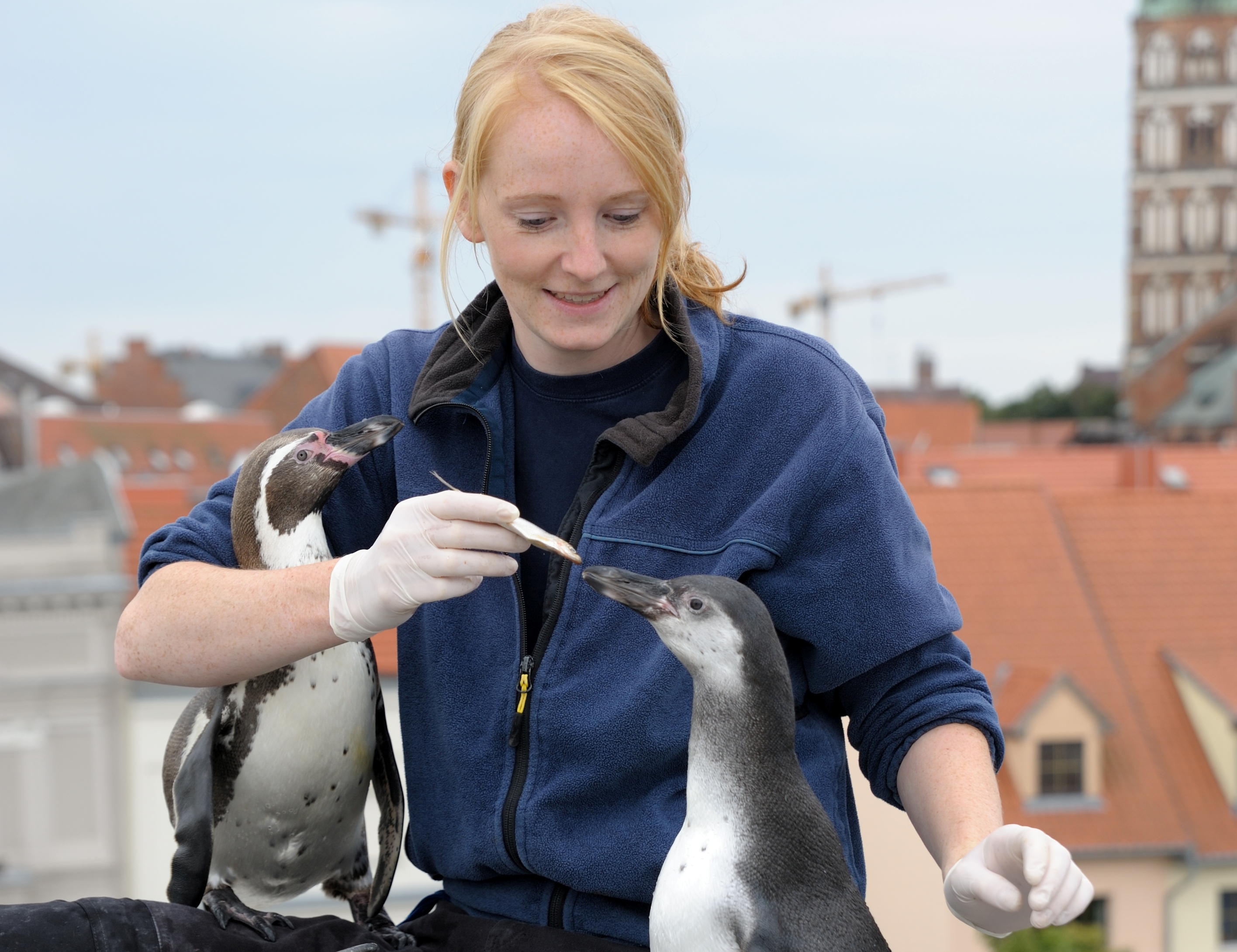 Fütterung: Pinguine