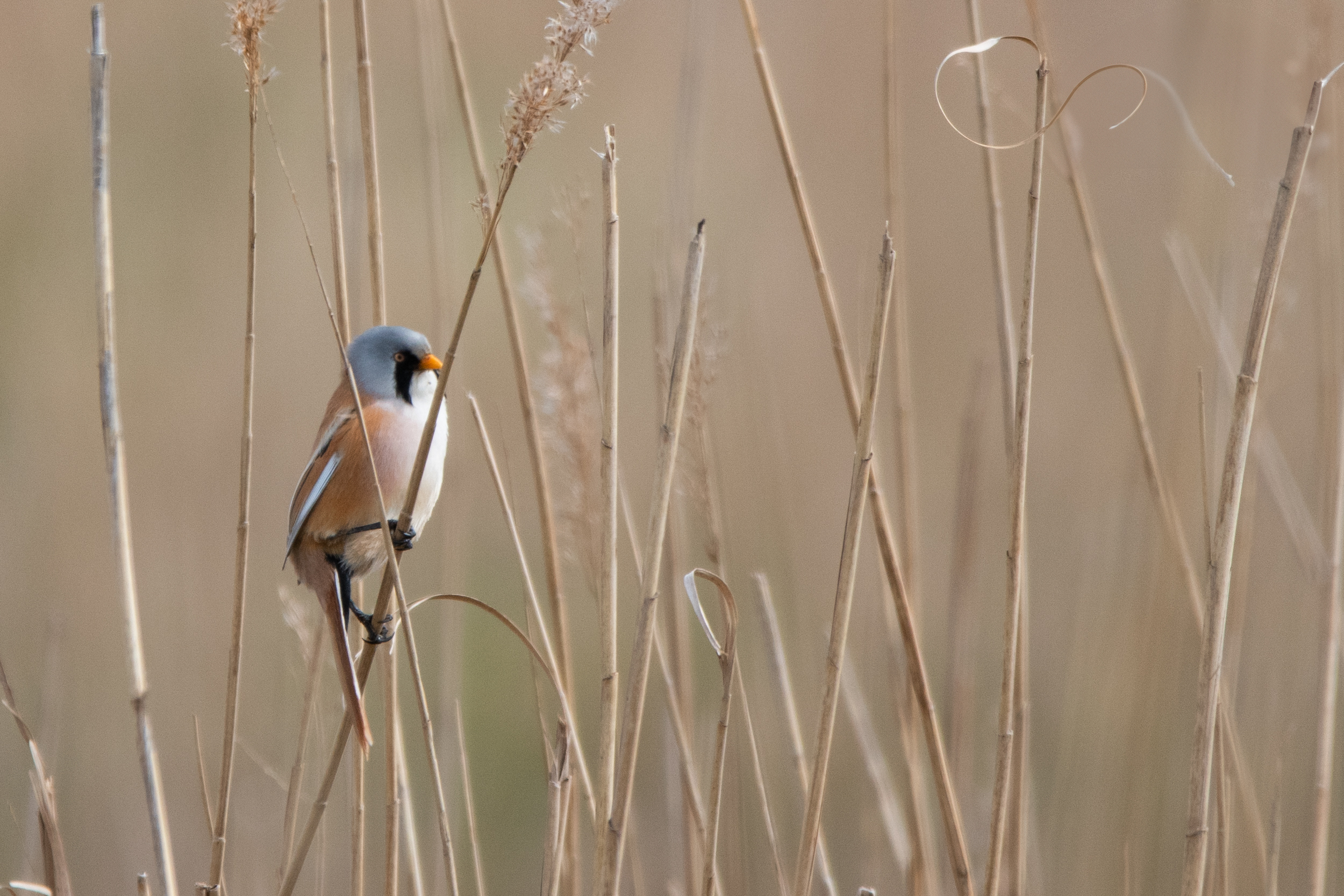 Vogelwelt am Bodden (Führung)